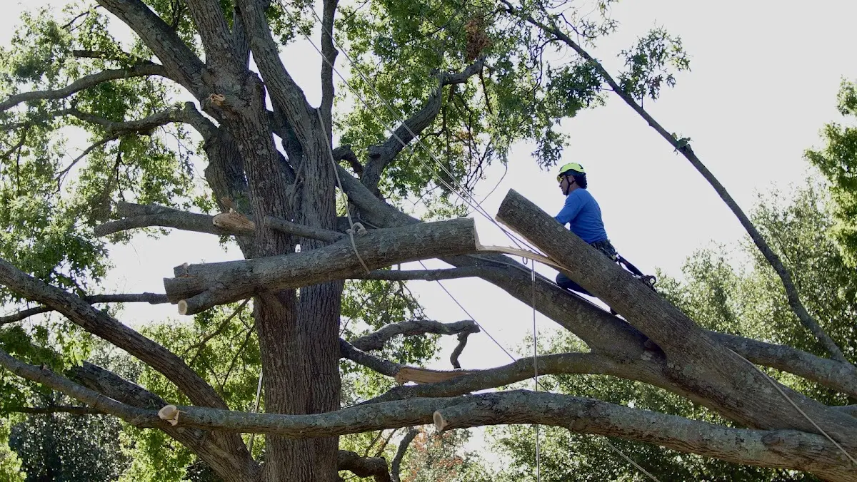 Professional Crown Thinning performed by certified arborists in Dillon
