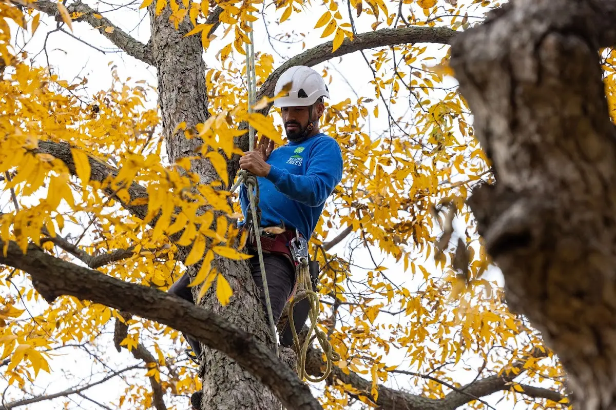 Skilled Tree Planing crew working in Dillon